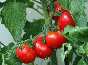 Jak zrobić suszone pomidory? Nic prostszego!